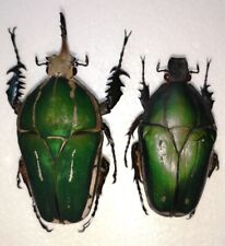Mecynorrhina torquata poggei, 87mm & 66mm pair, giant flower beetles from Congo picture