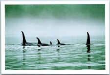 VINTAGE POSTCARD CONTINENTAL SIZE ORCAS TRAVELLING IN POD TELEGRAPH COVE CANADA picture