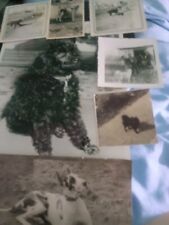 VINTAGE LOT Of Dogs Photos  picture