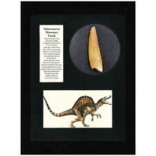 Spinosaurus Tooth Display picture