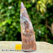 Rare A-Grade Spinosaur Fossil Tooth - Phosphate Deposit, Eocene: Oued Zem, picture