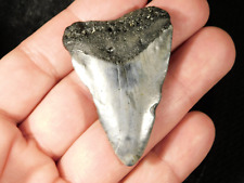 ANCESTRAL Great WHITE Shark Tooth Fossil 100% Natural 16.7gr picture