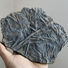 Natural Devonian prehistoric Jurassic biota crinoids Fossils picture