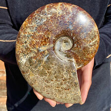 3.7LB Natural Fossil Snail Agate Fancy Cabochon Gemstones picture