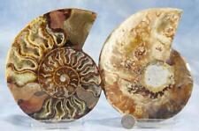 Large Ammonite Split Pair Crystals 5.7