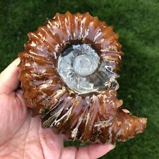 678g  Natural Ammonite Fossil Conch Crystal Specimen Healing 891 picture
