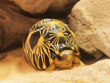 【In-Stock】 Animal Heaven Body Radiated Tortoise Collectible Turtle Statue picture