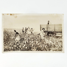 Imperial Valley Cotton Picking RPPC Postcard 1920s California Farmers C3280 picture