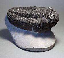 Primalbeasts DROTOPS megalomanicus Trilobite Museum Replica - Paleontology picture