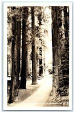 c1940's Through Lanes Redwood Flat California CA, Trees Eddy RPPC Photo Postcard picture