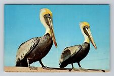 Pelican Bird, Animals, Vintage Postcard picture