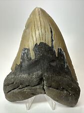 Megalodon Shark Tooth 6.02” Authentic - Huge Fossil - Carolina 17581 picture