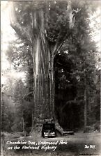 Real Photo PC Chandelier Tree Underwood Park on the Redwood Highway California picture