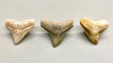 Group of 3 Gorgeous and COLORFUL Fossil BULL SHARK Teeth - Sarasota, FL picture