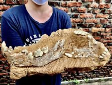 FAR BEYOND RARE FOSSIL MAMMAL Pleistocene hyena skull Chasmaporthetes Gansu CHN picture
