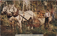 Skidding in the Northern Woods in Evergreen, Wisconsin WI Antique postcard 1910 picture