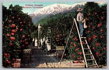 Picking Oranges Southern California Ca  Colorprint Co Unp Postcard picture