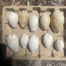 Lot Of 10 Very Nice Extinct Florida Fossil Cowrie Shells picture