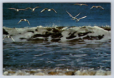 Vintage Postcard Beautiful Sea Myrtle Beach South Carolina picture