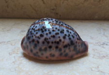 F cypraea pantherina 85 mm F++++ red sea shell super natural glossy great color picture