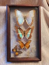 Rare Beautiful Framed Moths Butterflies picture