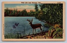 Wild Life Near Wausau Wisconsin Vintage Posted P1951 Linen Deer picture