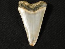 ANCESTRAL Great White SHARK Tooth Fossil SERRATED 100% Natural 12.4gr picture