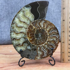 Top 150g+ Natural ammonite fossil conch Crystal specimen healing+stand 1PC picture