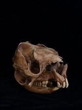 short-faced kangaroo Skull - life sized replica - High Quality - . picture