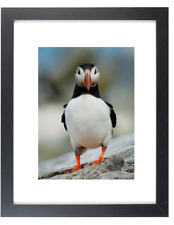 Atlantic Puffin Cute Bird Matted & Framed Picture Photo picture