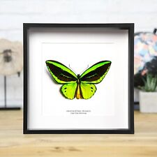 Cape York Birdwing Butterfly Handcrafted Frame - Entomology Taxidermy Butterfly picture