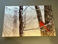 Aluminum original photo of cardinal in Tennessee snow picture