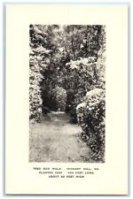 c1940 Tree Box Walk Plants Forest Hickory Hill Virginia Vintage Antique Postcard picture