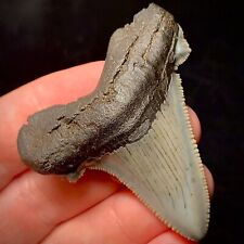 Ancestral Megalodon Shark Tooth (Otodus angustidens) 2.17