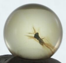 ++ ANT in Mexican Amber Sphere 10mmd ++ picture