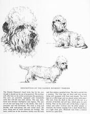 Dandie Dinmont Terrier Sketch - CUSTOM MATTED - 1963 Vintage Dog Art Print  picture