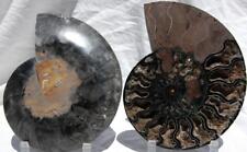 RARE 1-n-100 BLACK Ammonite PAIR Deep Crystal 110myo FOSSIL XL 200mm 7.8