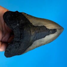 Megalodon Fossil Shark Tooth 💥 5.8