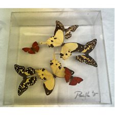 Vintage Paul Purington 1975 Signed With 7 Mounted Butterflies in Lucid Box picture