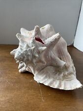 Large Nautical Conch Seashell 9”L  x 7