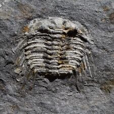 Ultra Rare Trilobite Fossil Leonaspis chacaltayana Bolivia Silurian picture