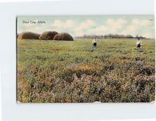 Postcard Third Crop Alfalfa picture