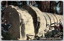 Postcard Sawing a Fallen Timber Lumber Scene Washington Unposted picture