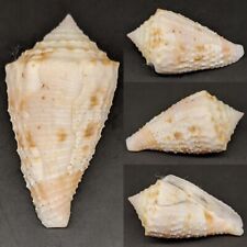 Conus otohimeae 40.5mm W/O CONIDAE Otohime's Cone Seashell picture