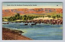 Rio Grande TX- Texas, Cattle Of Ole Southwest, Antique, Vintage Postcard picture