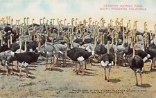Los Angeles CA Cawston Ostrich Farm South Pasadena California Vtg Postcard C29 picture