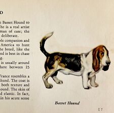 Basset Hound 1939 Dog Breed Art Ole Larsen Color Plate Print Antique PCBG17 picture