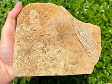 DOUBLE SIDED Fossil Crinoid Multi Plate 5 Crinoids Alabama Bangor Limestone Fm picture