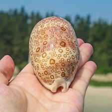 Large Cypraea Argus Eyed Cowrie Natural Seashell Rare Real Beach Home Dec 2.5