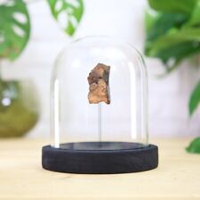 Chondrite Meteorite Glass Bell Jar - Fossil / Real Meteor / Space picture